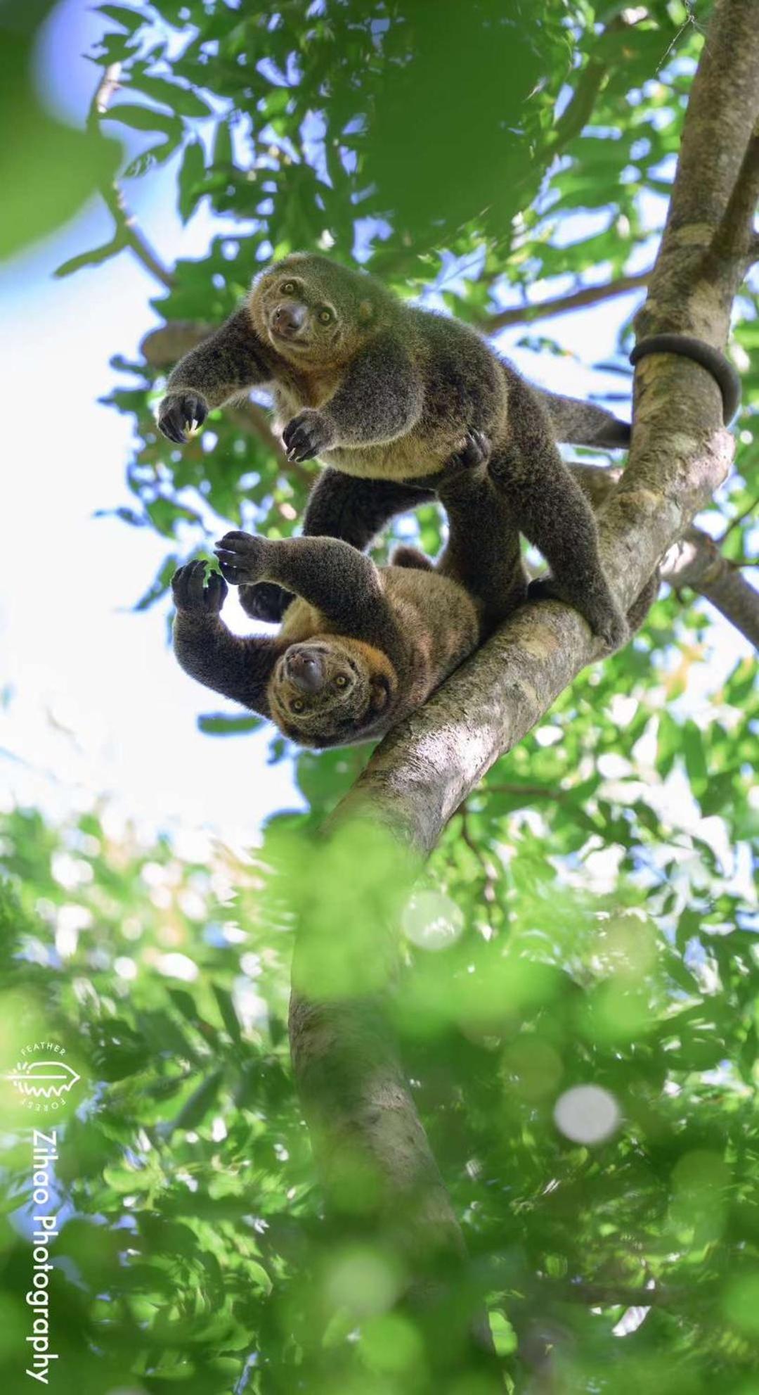 Tangkoko Backpacker Home Stay Rinondoran Ngoại thất bức ảnh