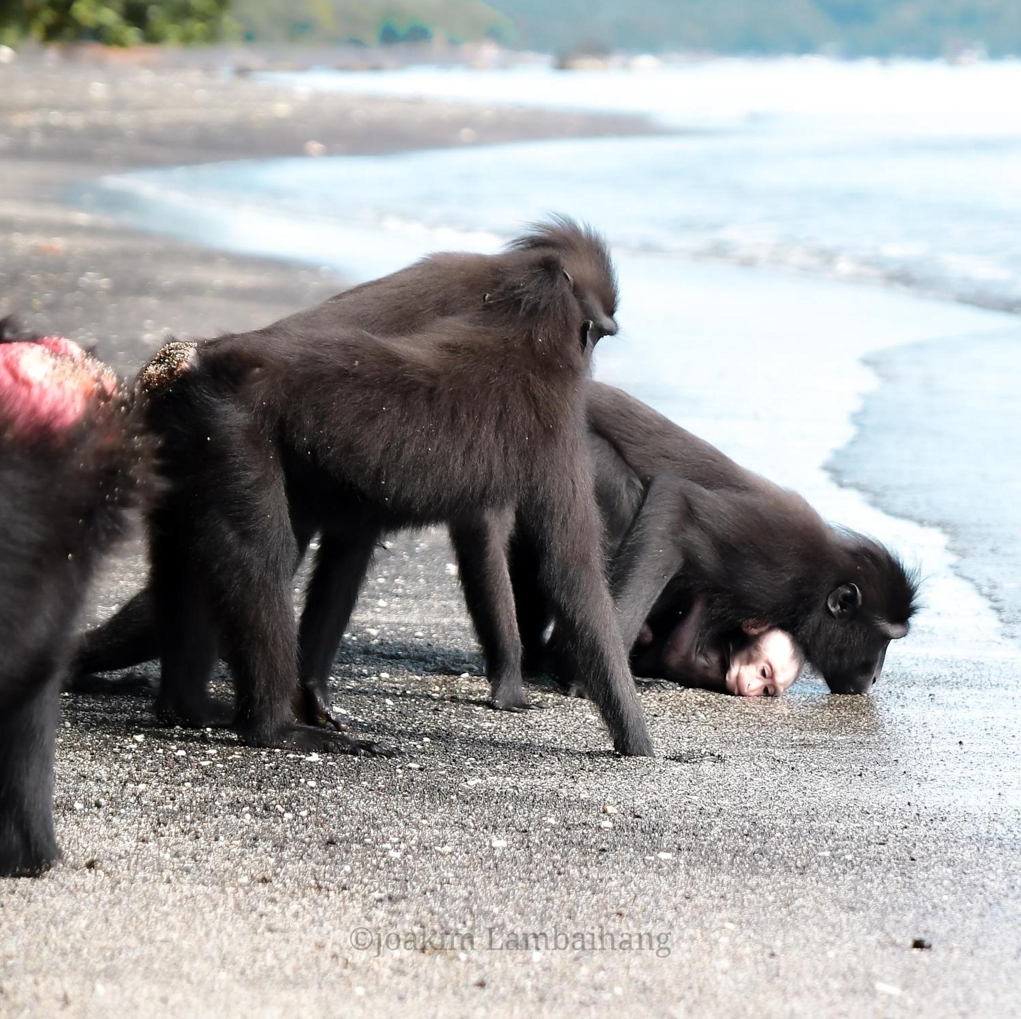 Tangkoko Backpacker Home Stay Rinondoran Ngoại thất bức ảnh